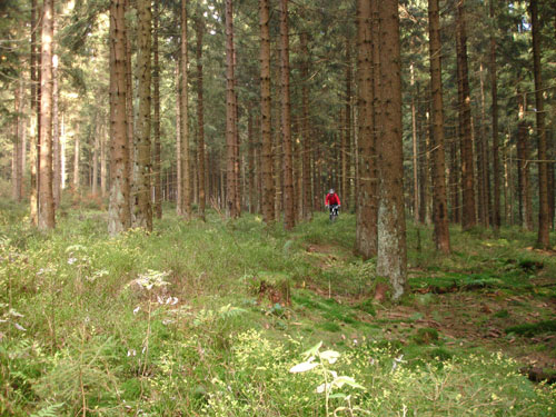 Mountainbike Harz