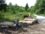 Mountainbiken Harz- Froehlich-Harz