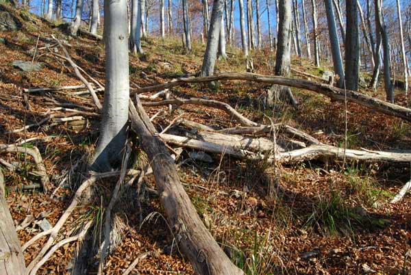 bad grund, harz, froehlich-harz, harzurlaub