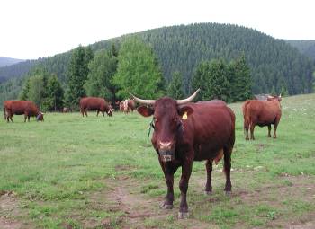 K�he Harz, Wildemann